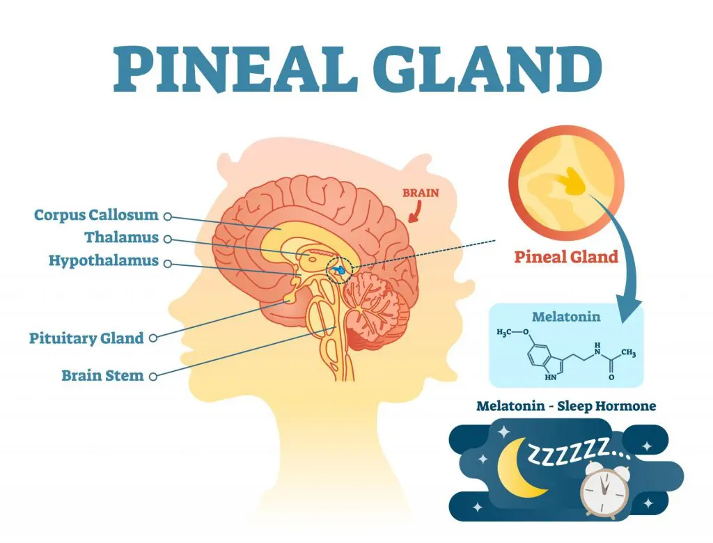 Sleep and Pineal Gland Circadian rhythm and sleep